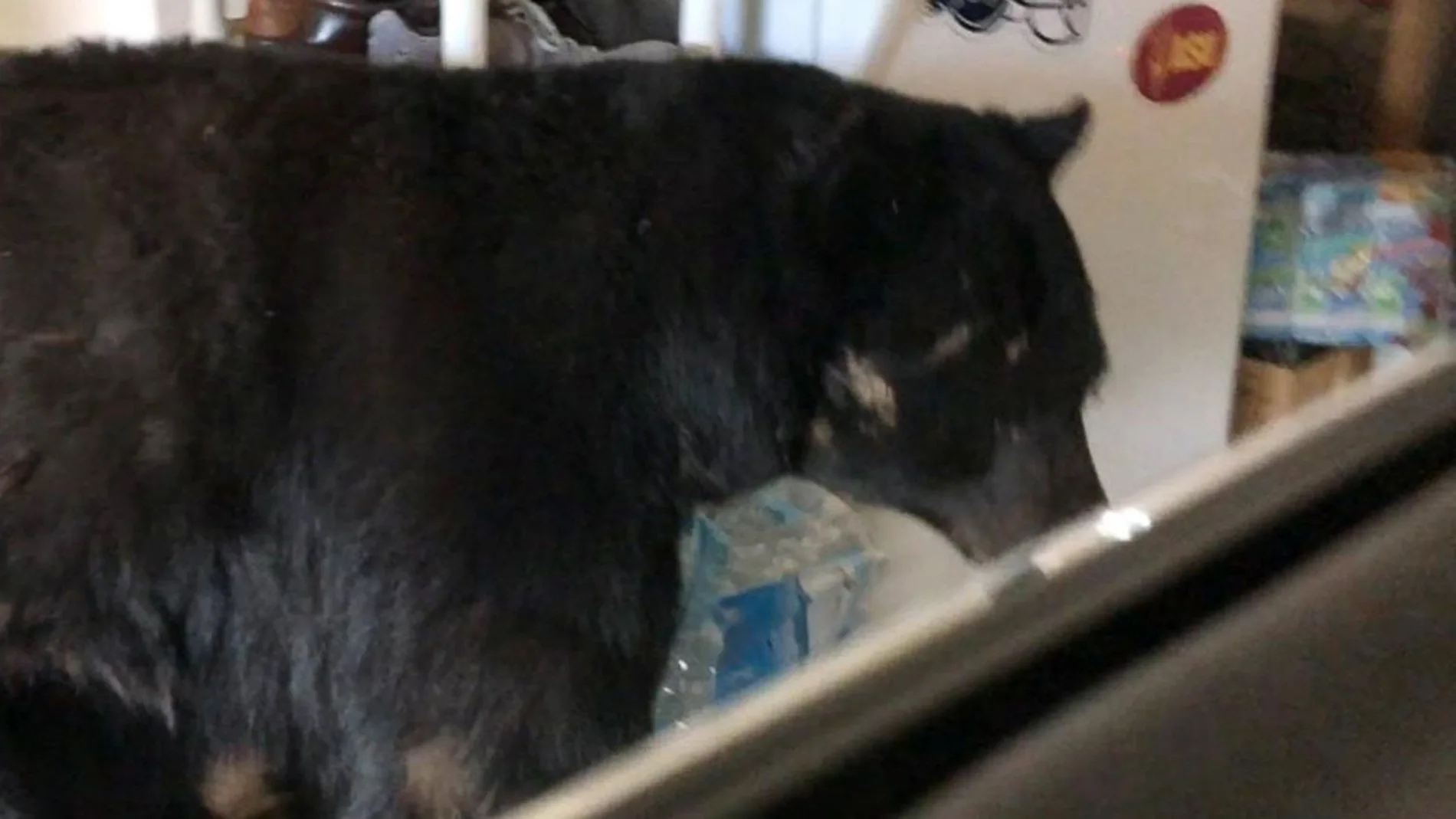Oso en el garaje Oso en el garaje