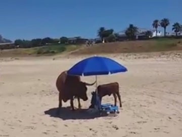Una vaca y su cría en una playa de Bolonia