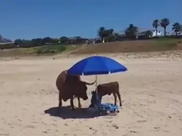 Una vaca y su cría en una playa de Bolonia Una vaca y su cría en una playa de Bolonia