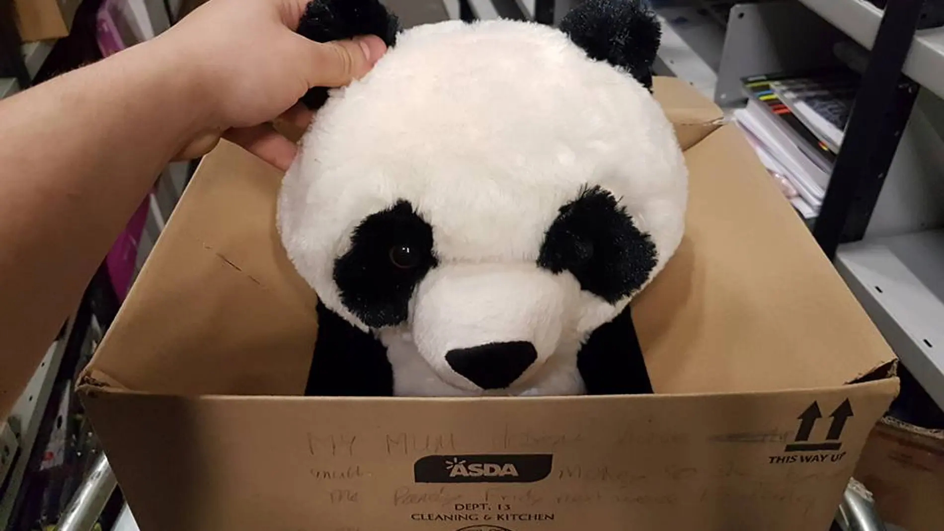 El oso de peluche El oso de peluche