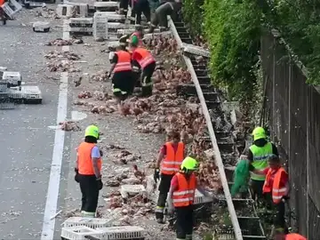 Miles de pollos bloquean una autopista en Austria Miles de pollos bloquean una autopista en Austria