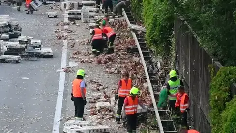 Miles de pollos bloquean una autopista en Austria Miles de pollos bloquean una autopista en Austria