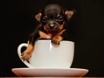 Imagen de archivo de un cachorro en una taza Imagen de archivo de un cachorro en una taza