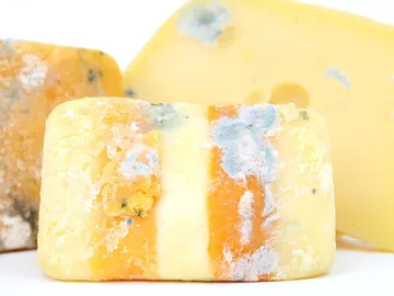 Bacterias en el queso... Bacterias en el queso...