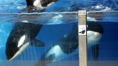 Las orcas de parques turísticos sufren daños en los dientes por morder las superficies de cemento donde está cautivas