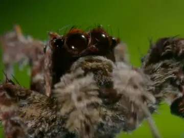 Portia la araña con superpoderes Portia la araña con superpoderes