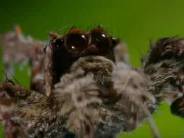 Portia la araña con superpoderes Portia la araña con superpoderes
