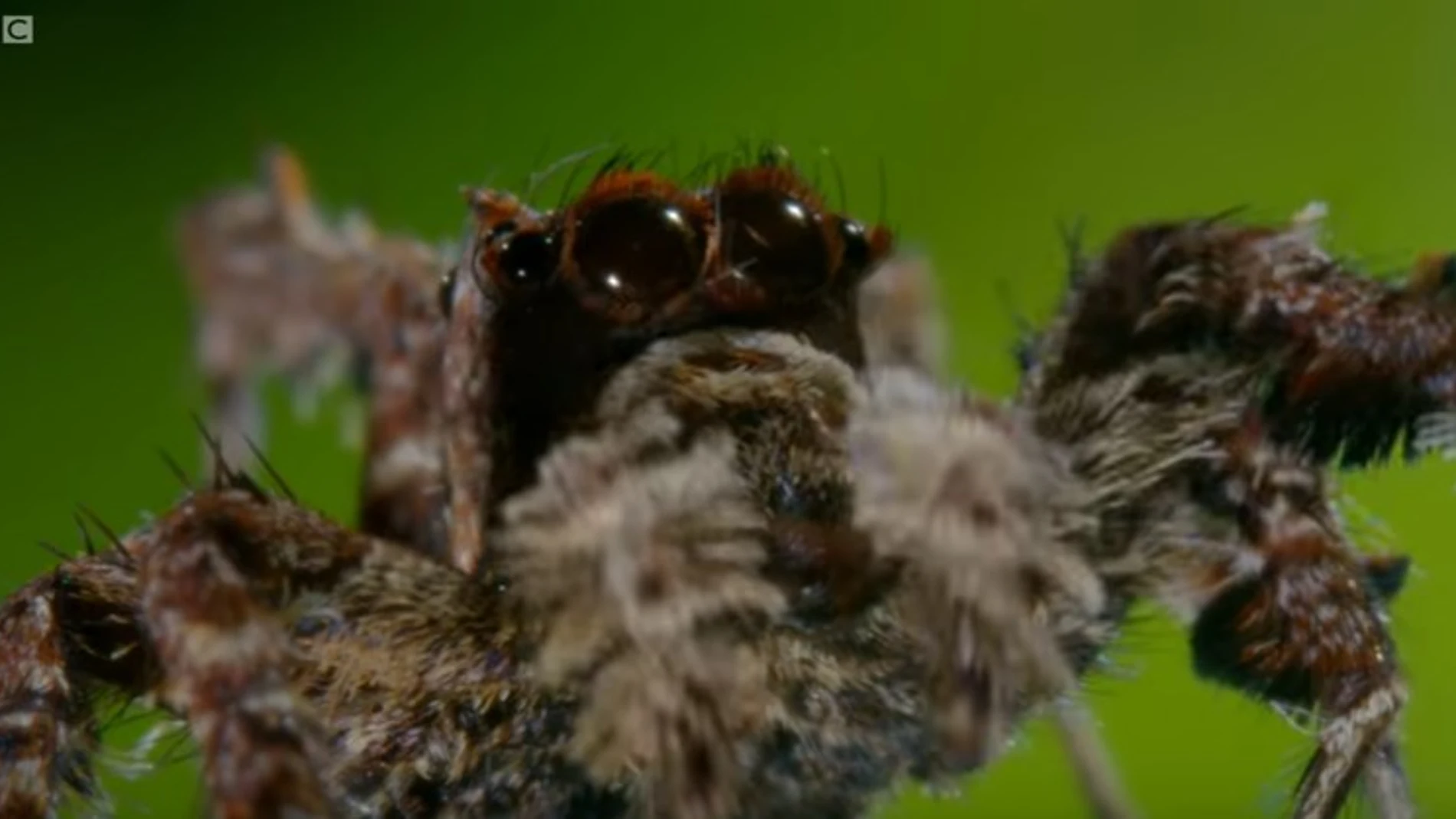 Portia la araña con superpoderes Portia la araña con superpoderes
