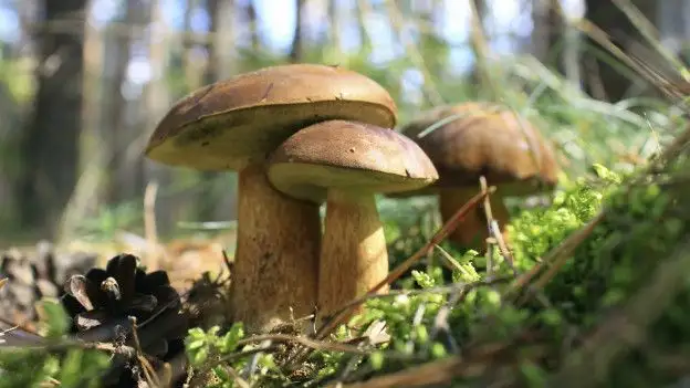 Hongos en el bosque