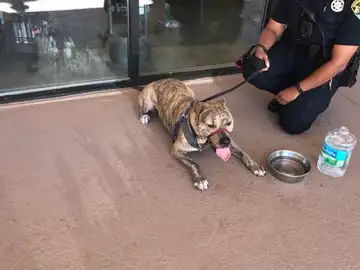 Perro rescatado por la policía de Florida Perro rescatado por la policía de Florida