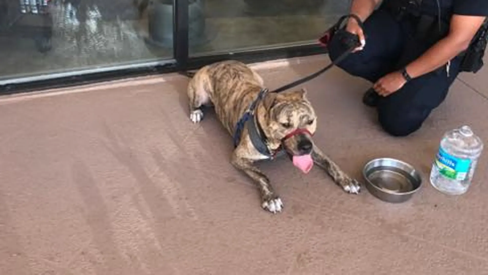 Perro rescatado por la policía de Florida Perro rescatado por la policía de Florida