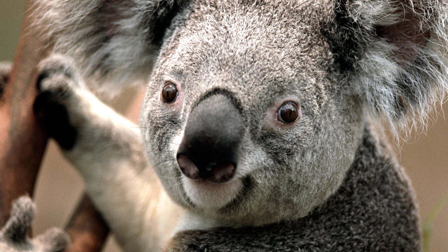 koala koala