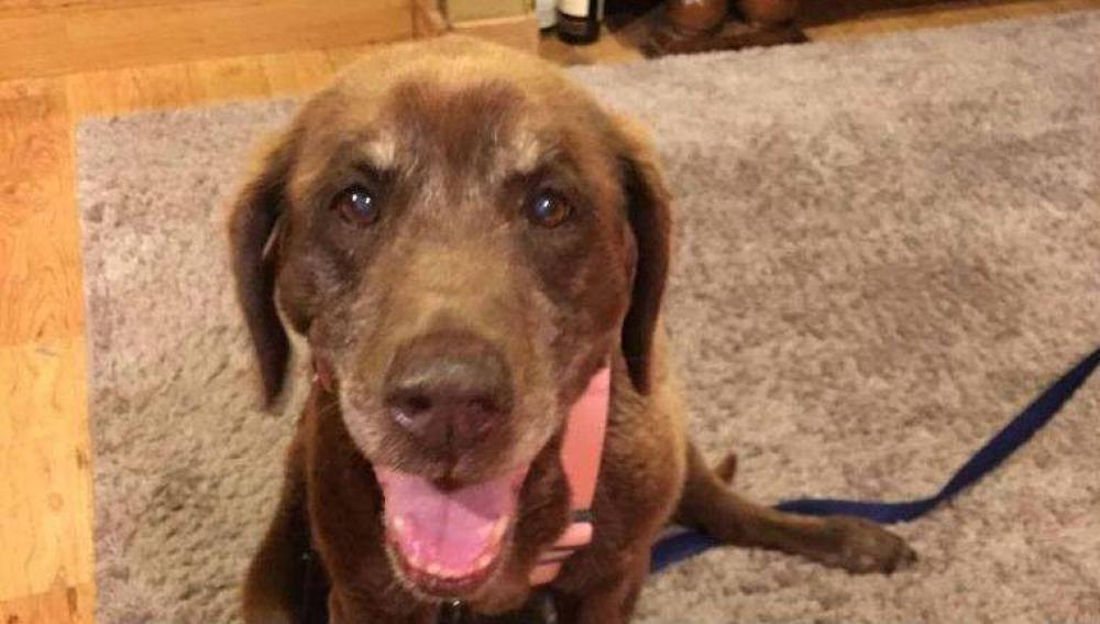 Mo, el perro que sobrevivió nueve meses perdido en una montaña