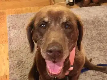 Mo, el perro que sobrevivió nueve meses perdido en una montaña Mo, el perro que sobrevivió nueve meses perdido en una montaña