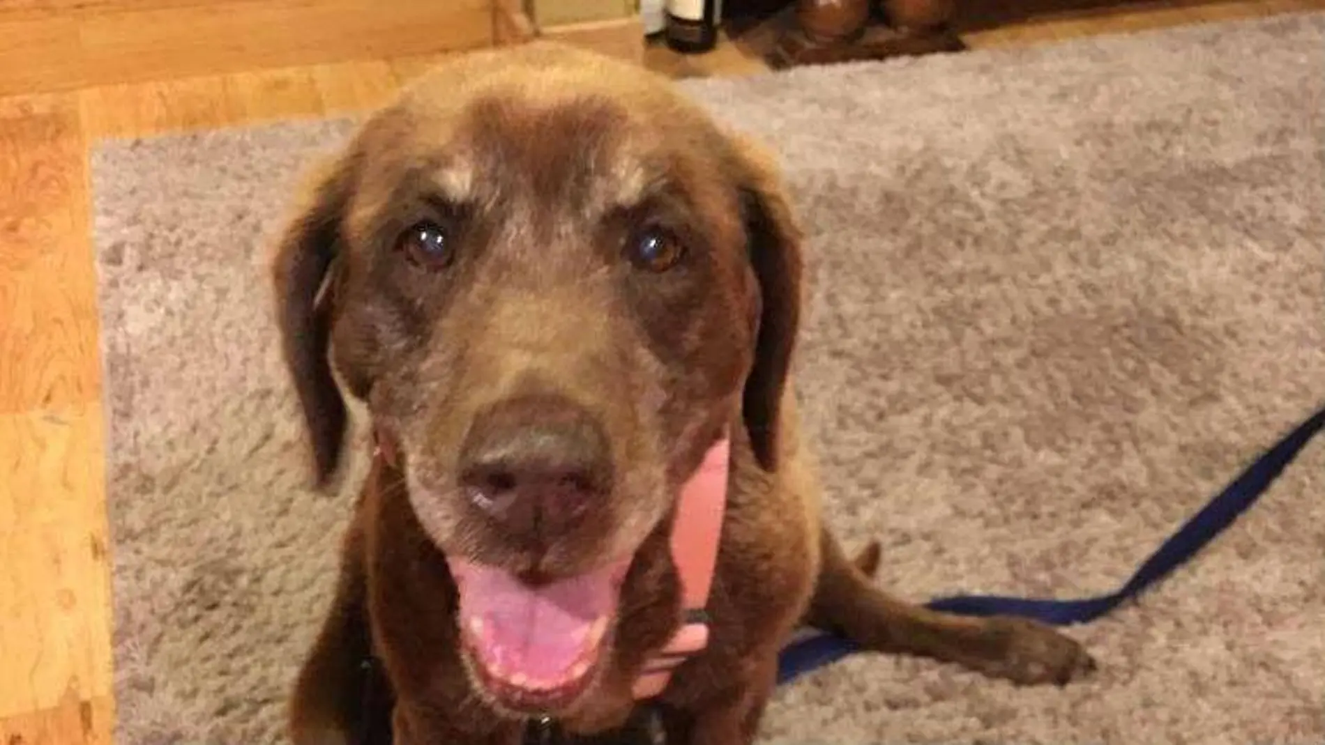 Mo, el perro que sobrevivió nueve meses perdido en una montaña Mo, el perro que sobrevivió nueve meses perdido en una montaña