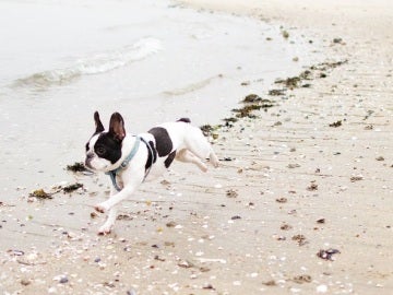 Un bulldog francés corre en la playa
