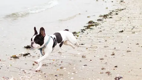 Un bulldog francés corre en la playa Un bulldog francés corre en la playa