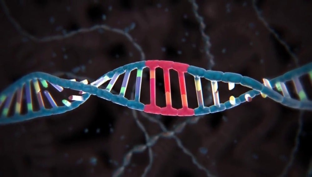 Guardan un vídeo en el ADN de una bacteria
