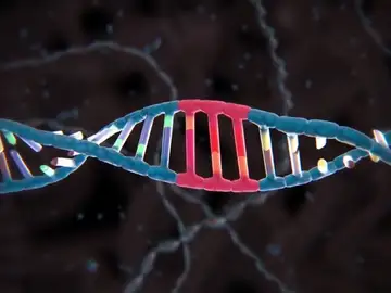 Guardan un vídeo en el ADN de una bacteria Guardan un vídeo en el ADN de una bacteria