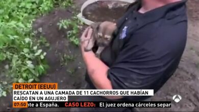 Un grupo de voluntarios rescata a una camada de once cachorros que habían caído en un agujero