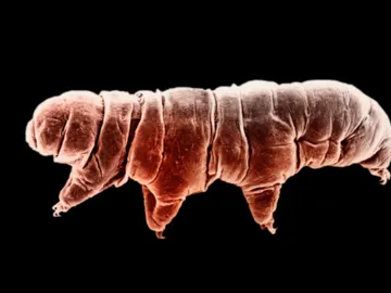 Tardígrado u osito de agua Tardígrado u osito de agua