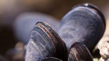 El beneficio de los mejillones