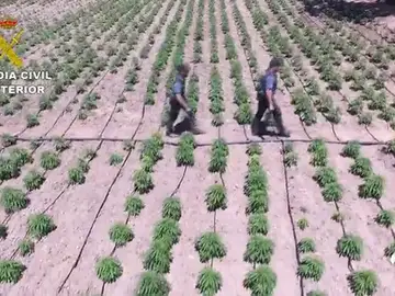 marihuana marihuana