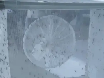 Google soltará 20 millones de mosquitos modificados para combatir el Zica Google soltará 20 millones de mosquitos modificados para combatir el Zica