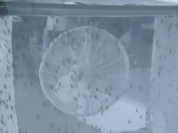 Google soltará 20 millones de mosquitos modificados para combatir el Zica Google soltará 20 millones de mosquitos modificados para combatir el Zica