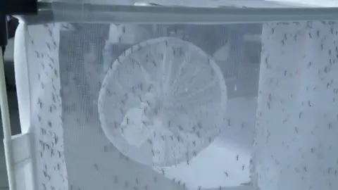 Google soltará 20 millones de mosquitos modificados para combatir el Zica Google soltará 20 millones de mosquitos modificados para combatir el Zica