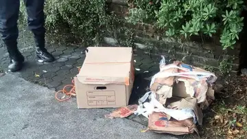 Abandonan un lobo marino en medio de una ciudad del occidente de México Abandonan un lobo marino en medio de una ciudad del occidente de México