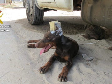 Un hombre le corta las orejas a su perro en Huelva