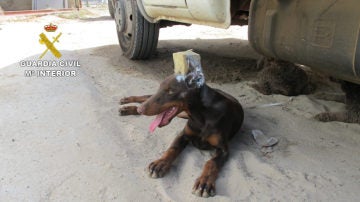 Un hombre le corta las orejas a su perro en Huelva