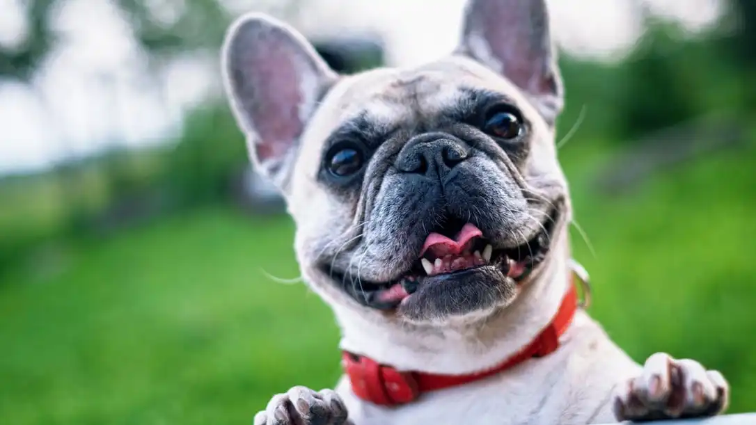 Bulldog francés Bulldog francés