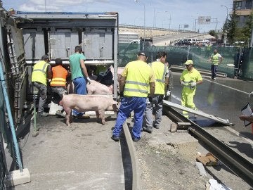 Efectivos del servicio veterinario de la Junta de Castilla y León agrupando al ganado porcino