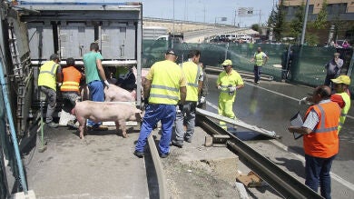 Varios cerdos deambulan por una carretera de Soria tras volcar el camión que los transportaban 