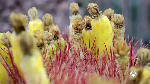 El mayor jardín de cactus de Europa se encuentra en Madrid: reúne más de 400 especies El mayor jardín de cactus de Europa se encuentra en Madrid: reúne más de 400 especies