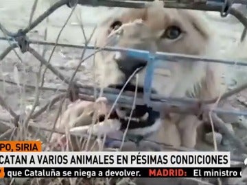 Varios animales han sido rescatados del zoo de Alepo en pésimas condiciones