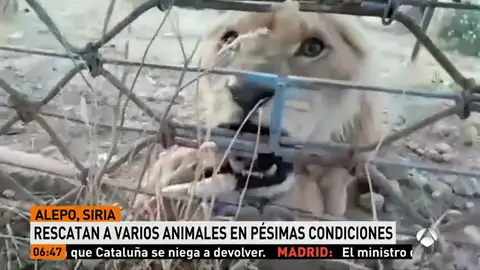Varios animales han sido rescatados del zoo de Alepo en pésimas condiciones Varios animales han sido rescatados del zoo de Alepo en pésimas condiciones