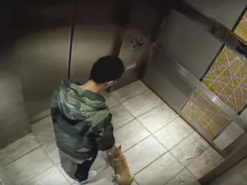 Un joven da una paliza a su cachorro de diez meses Un joven da una paliza a su cachorro de diez meses
