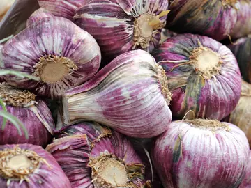 Ajo morado Ajo morado