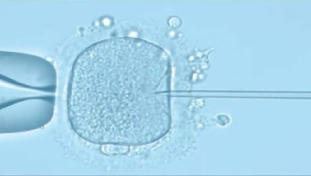 Edición genética a embriones humanos