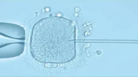 Edición genética a embriones humanos EE.UU. aplica edición genética a embriones humanos