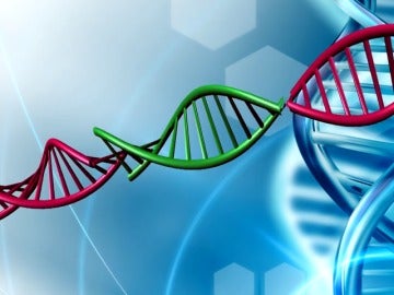 Científicos estadounidenses han conseguido editar embriones, cortando y pegando su ADN