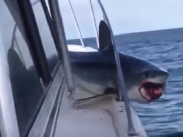 Tiburón atrapado en un barco Tiburón atrapado en un barco