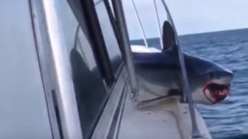 Tiburón atrapado en un barco
