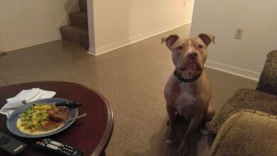 Una mujer utiliza a su perro para explicar, a través de Facebook, por qué es erróneo culpar a las víctimas de violaciones 