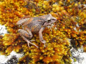 Encuentran tres nuevas especies de ranas Encuentran tres nuevas especies de ranas