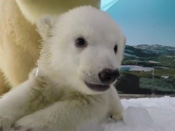 Cachorro de oso polar en el parque temático australiano