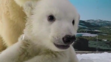 Cachorro de oso polar en el parque temático australiano